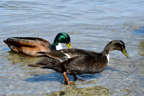 istock Mallard duck in couple 1496878934