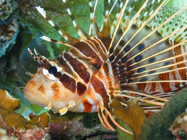 istock A Spotfin Lionfish (Pterois antennata) in it's reef habitat 1496879006