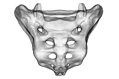 A 3D medical illustration of the sacrum bone isolated on a white background, showcasing its shape, structure, and anatomical features. Back view