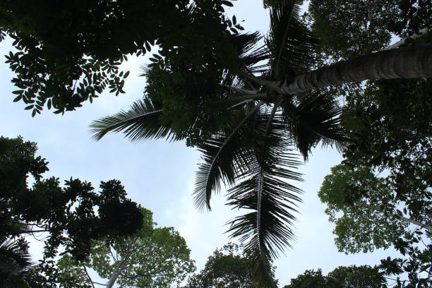 istock A Forest Canopy. Tropical Palm Tree with Lush Leaves Against Sky and Greenery. The Serene Green Jungle a Low-Angle View 1496879291