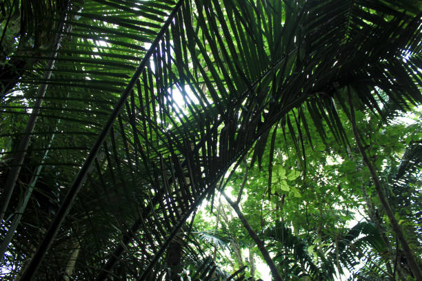 istock Green trees of a tropical forest 1496879890