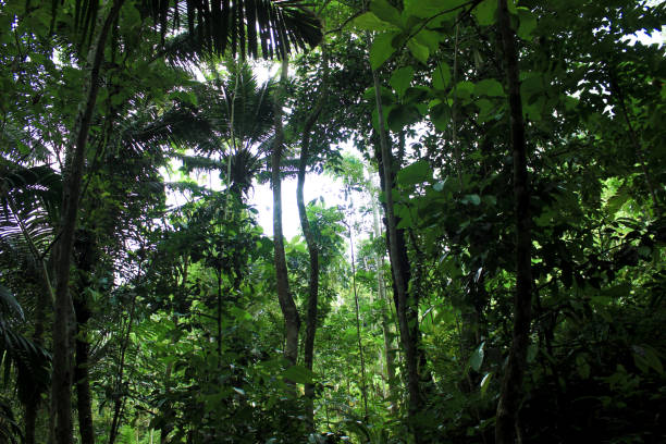 istock Green trees of a tropical forest 1496879892