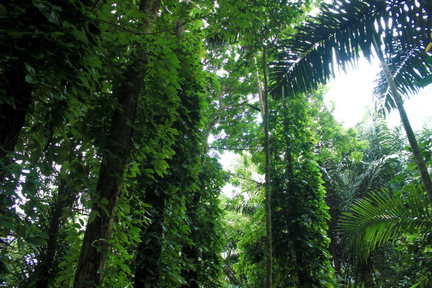 istock Green trees of a tropical forest 1496880052