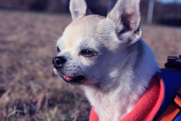istock Sunny the chihuahua 1496880763