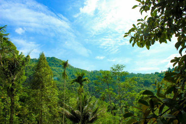istock Tranquil forest landscape with hills, trees, and blue sky 1496880942