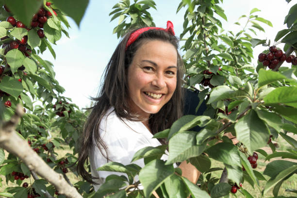 istock Woman picking cherries in the field 1496881301