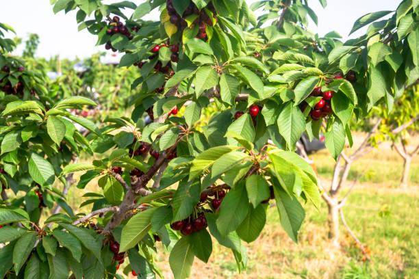 Ripe cherries on a tree stock photo