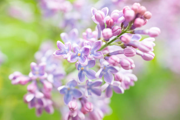 istock Lilac flowers spring floral background 1496881384