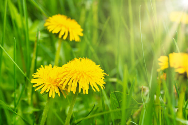 istock Dandelion yellow flowers 1496882736
