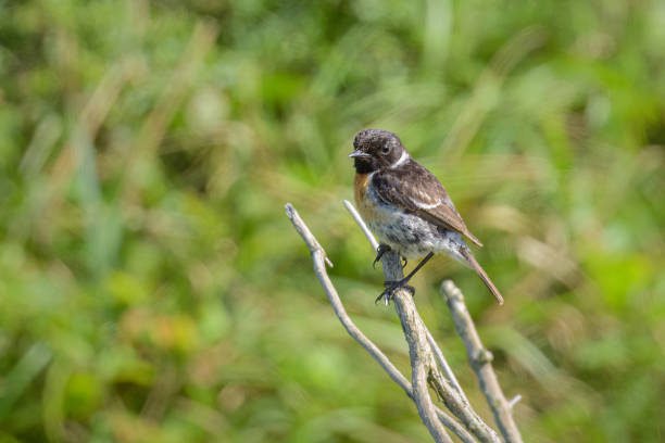 istock A European Stonechat sitting on a twig 1496882836