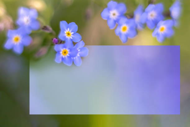 istock Postcard with flowers of forget-me-nots. Soft focus. Space for text. copy space 1496882920