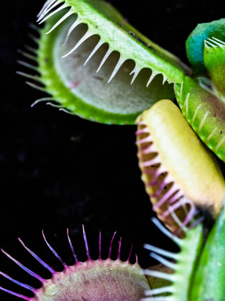 istock Multiple Hydra Heads Of A Carniverous Venus Fly Trap In Macro 1496882968