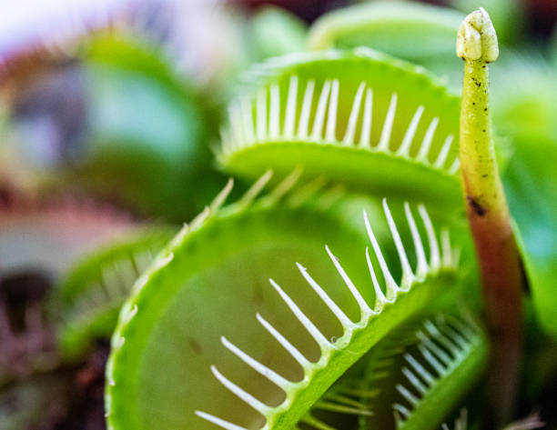 istock The Jaws Of A Carniverous Venus Fly Trap In Macro 1496883002