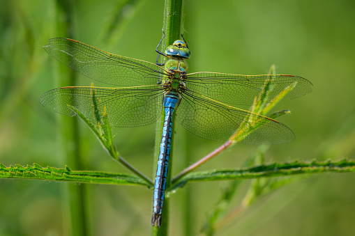 An emperor dragonfly (Anax imperator) resting on a plant