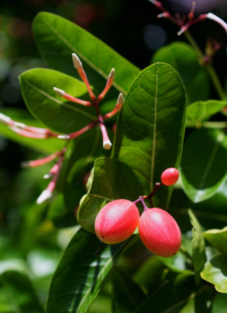 istock Tropical fruit, Carandas-plum blossom fruit on tree 1496883668