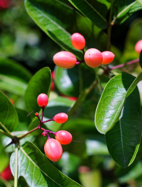 istock Tropical fruit, Carandas-plum blossom fruit on tree 1496883676
