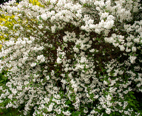Pearl bush Exochorda macrantha lokks a like ‘The Bride’.in the garden