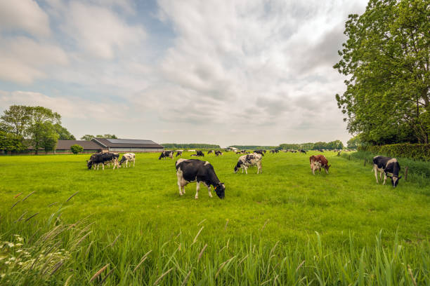 istock Herd of cows grazes quietly in the pasture 1496885016