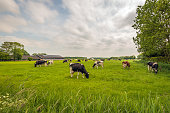 Herd of cows grazes quietly in the pasture