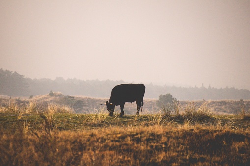 A solitary black bovine foraging in a lush, green grassy area