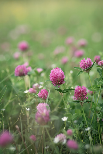 Photo of a field clover on the summer edge.