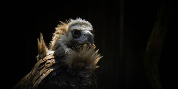 istock Cinereus Vulture Bird looking forward 1496886396
