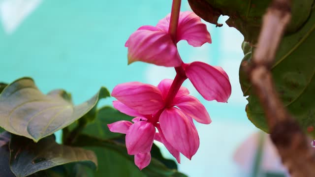 Bright pink Medinilla flowers on a branch. Tropical plant in bloom close up