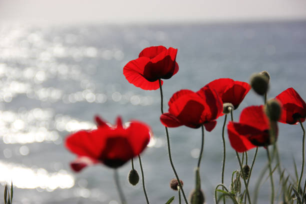 istock Poppies sea and bokeh background 1496886854