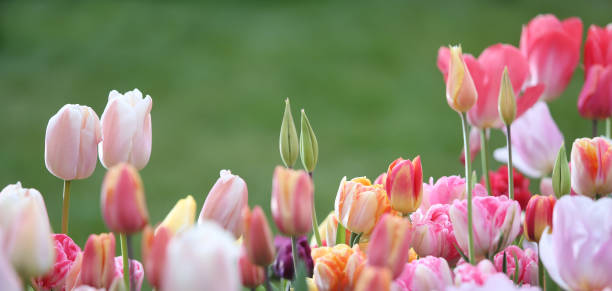 튤립 - double tulip 뉴스 사진 이미지