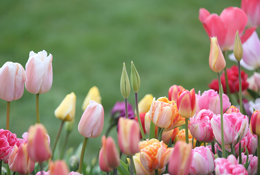 Flower bed with colorful red, yellow and white tulips