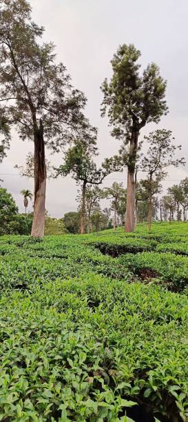 istock the trees are growing in the field with some plants on each side 1496890072