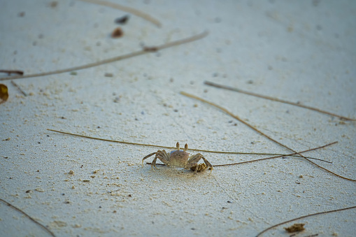 Ghost crab on the beach, Mahe Seychelles