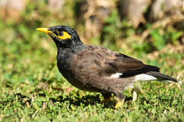 istock indian myna bird in grass, Mahe Seychelles. 1496890106