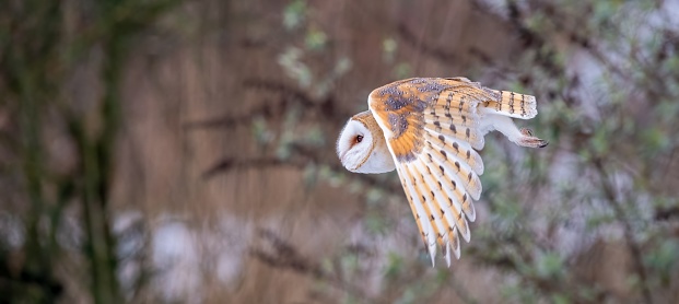 A majestic owl with a wide wing span soaring through the sky.