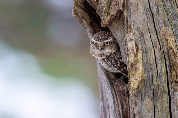 istock Adorable little owl peeking out from behind a tree trunk. 1496891689