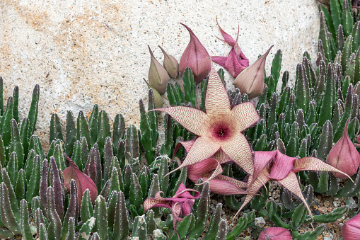 Staphelia, a succulent with a stinky flower. Stapelia gigantea,  Zulu giant, carrion plant, toad plant