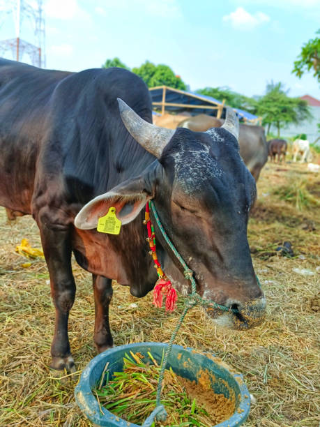 istock cattle at the animal farm 1496892697