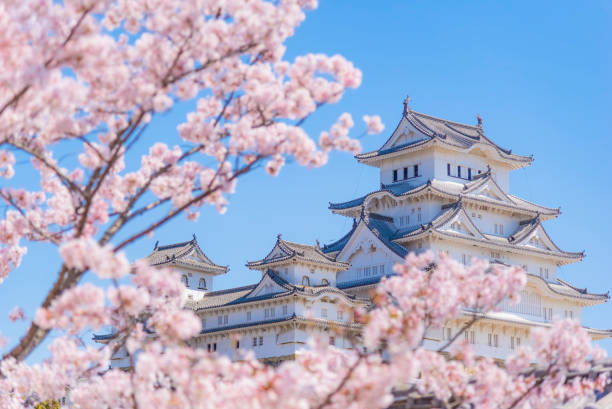 himeji castle with pink sakura branches in springtime, 히메지, 효고, 일본 - japan cherry blossom 뉴스 사진 이미지