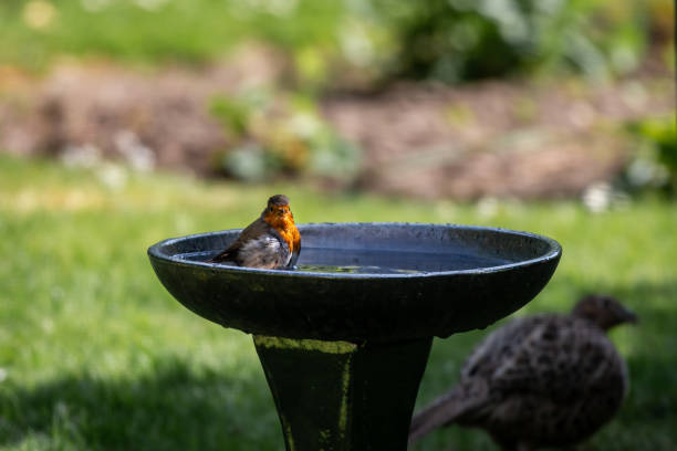 istock An erithacus rubecula, commonly known as a robin, having a wash in a bird bath, with a shallow depth of field 1496893319