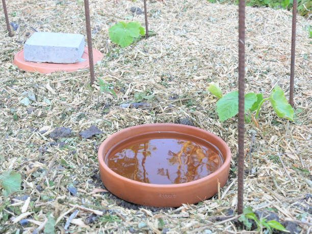 istock DIY continuous jar watering system, called oyas or ollas, around young vegetable plants, on mulched soil. 1496893351