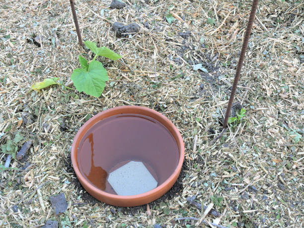 istock DIY continuous jar watering system, called oyas or ollas, around young vegetable plants, on mulched soil. 1496893352