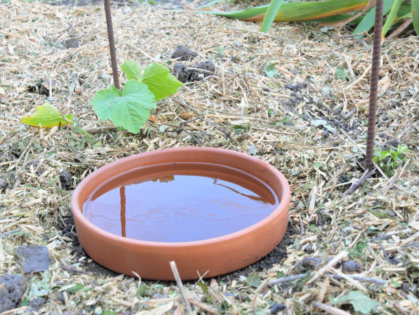 DIY continuous jar watering system, called oyas or ollas, around young vegetable plants, on mulched soil.