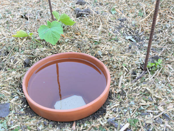 istock DIY continuous jar watering system, called oyas or ollas, around young vegetable plants, on mulched soil. 1496893367