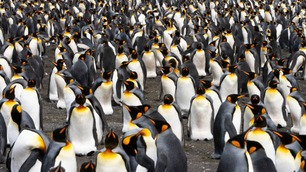 istock Antarctica Crowded King Penguin Colony Panorama 1496894800