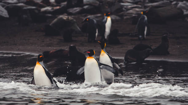 King Penguins waddling into the Antarctic Ocean from Black Volcanic Beach