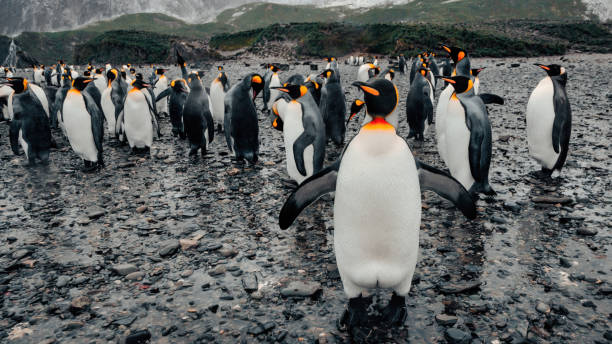 istock King Penguin Portrait on Black Beach Sub Antarctic Island 1496894844