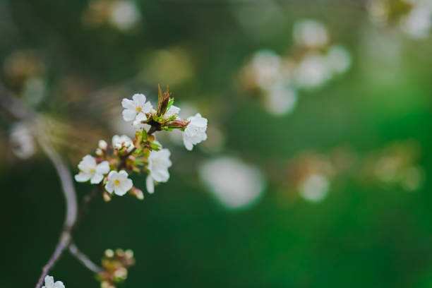 istock Selective focus of beautiful white cherry tree flowers 1496896625