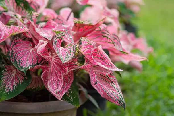 Beautiful Caladium bicolor (Aiton) Vent. or Queen of the leafy plants. Colorful of bon leaves in the garden. Selective focus