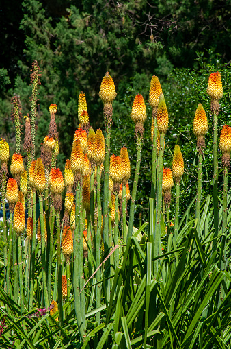Kniphofia uvaria also known as tritomea, torch lily, or red hot poker, due to the shape and color of its inflorescence is native South Africa. The flowers are red, orange, and yellow.