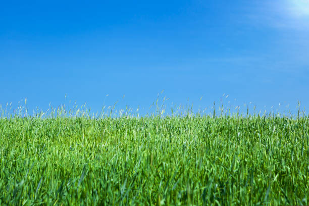 istock A field of green, ripening wheat against a blue cloudless sky. 1496897577